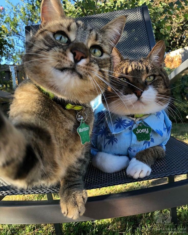Show me your cat (@tomcat21205880) on Twitter photo 