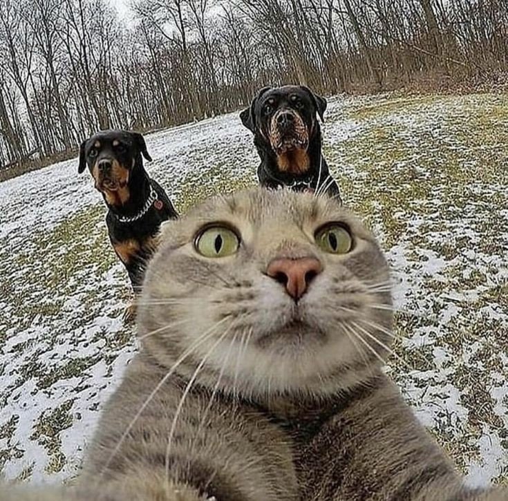 Show me your cat (@tomcat21205880) on Twitter photo 