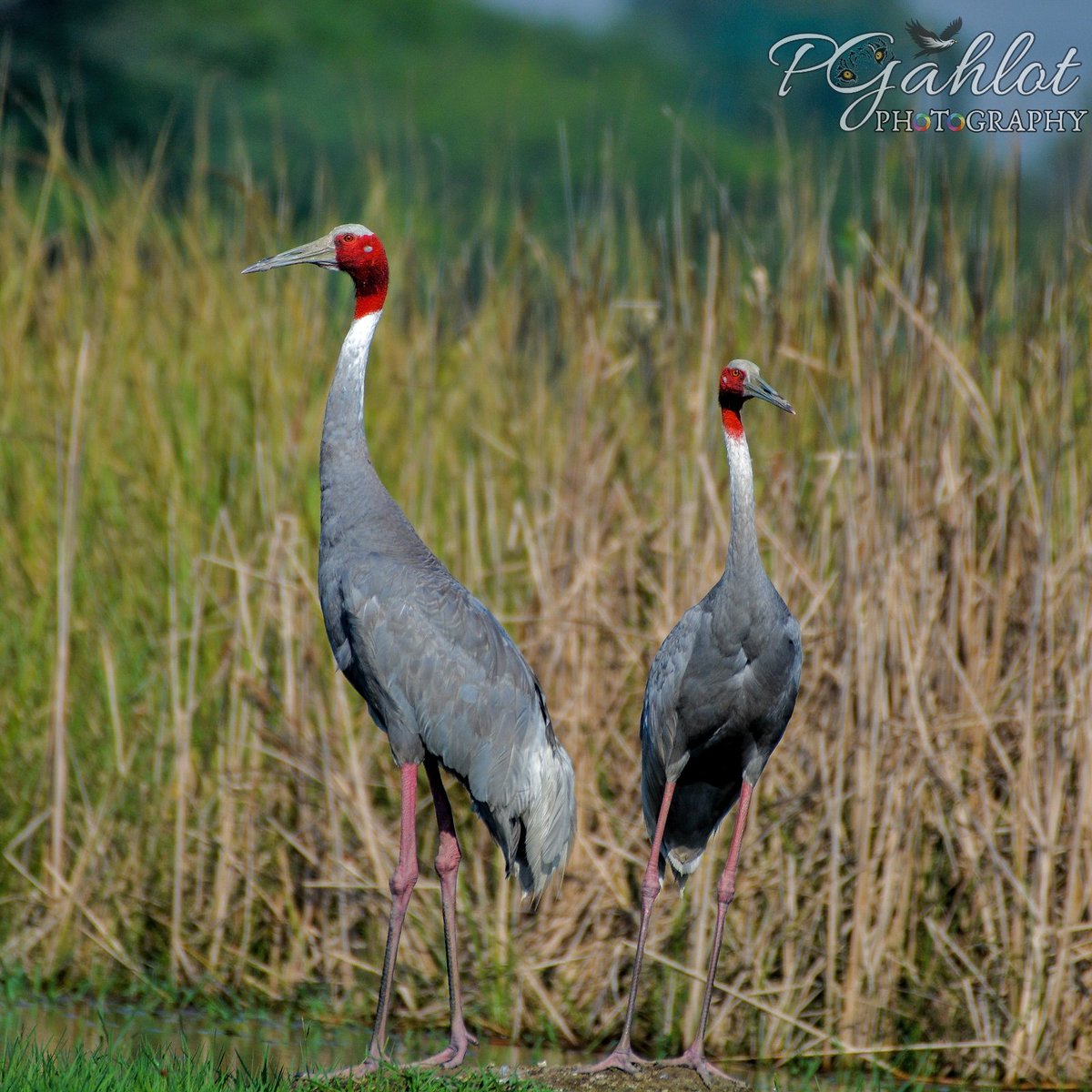 pg_photographie's tweet image. Saras crane for #TwotoTango

#IndiAves #birdphotography #birding #BirdsSeenIn2023 #BBCWildlifePOTD #birdwatching  #BirdsPhotography #ThePhotoHour #NaturePhotography #natgeowild #wildlifephotography #TwitterNatureCommunity #birds #ThePhotoMode #BirdsOfTwitter #nikonphotography