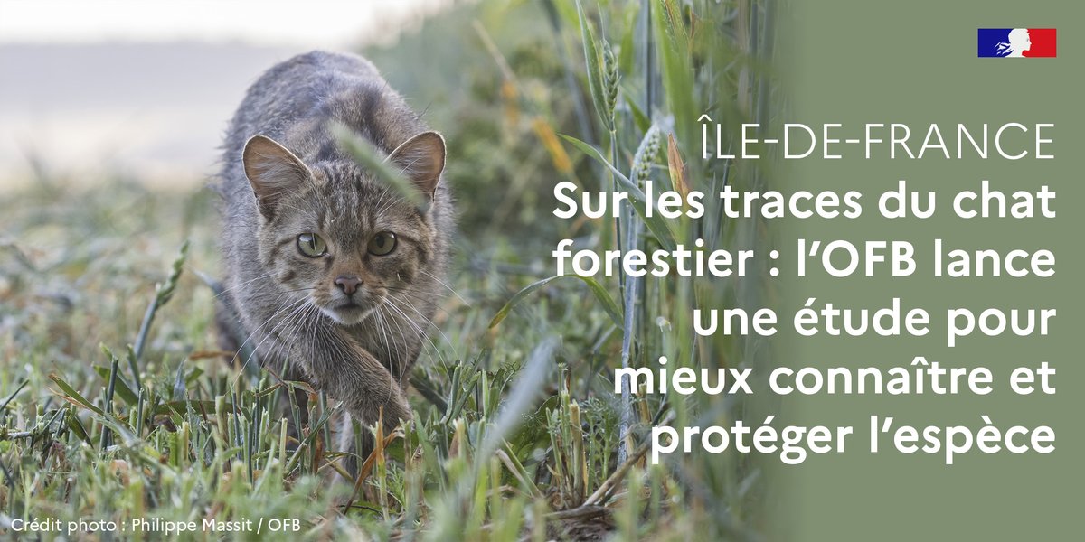 🐈 Le chat forestier est un animal nocturne et solitaire

🐱 Cette étude vise notamment à préciser et actualiser son aire de répartition et à évaluer son hybridation avec le chat domestique en Île-de-France

👉 + d'infos : ofb.gouv.fr/actualites/sur…

#MaBiodiversité