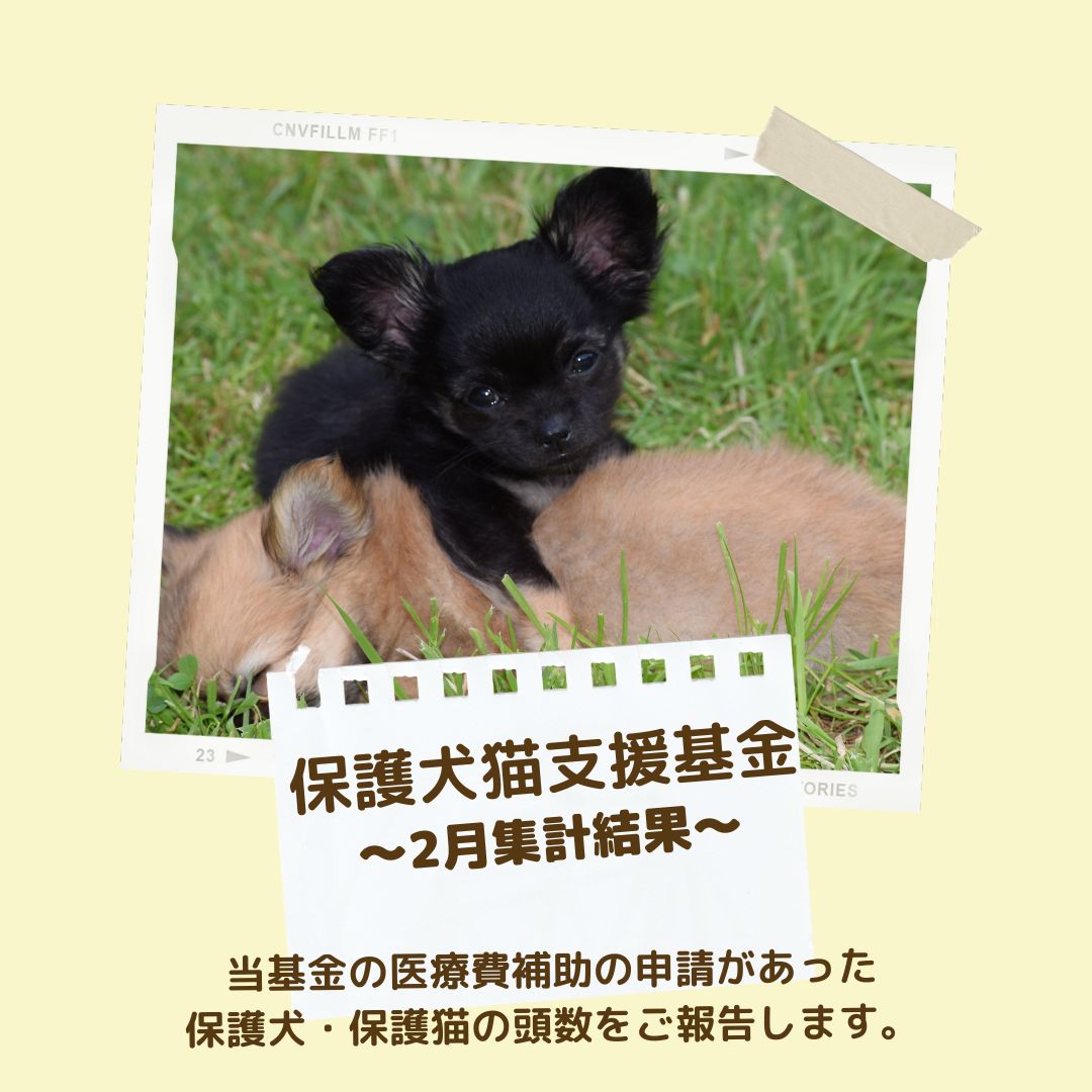 ChristelFNDTN's tweet photo. 【#保護犬猫支援基金　2月集計結果のご報告】

当財団では、2021年7月より「保護犬猫支援基金」の運営をスタートし、飼い主のいない犬猫の医療費補助を行っています。⁡⁡⁡
⁡⁡
2月1日～28日までに、医療費補助の申請のあった
#保護犬 #保護猫 の頭数は、57頭でした。⁡⁡

https://t.co/DYglgP4BV4 https://t.co/NJxqfwaLMh