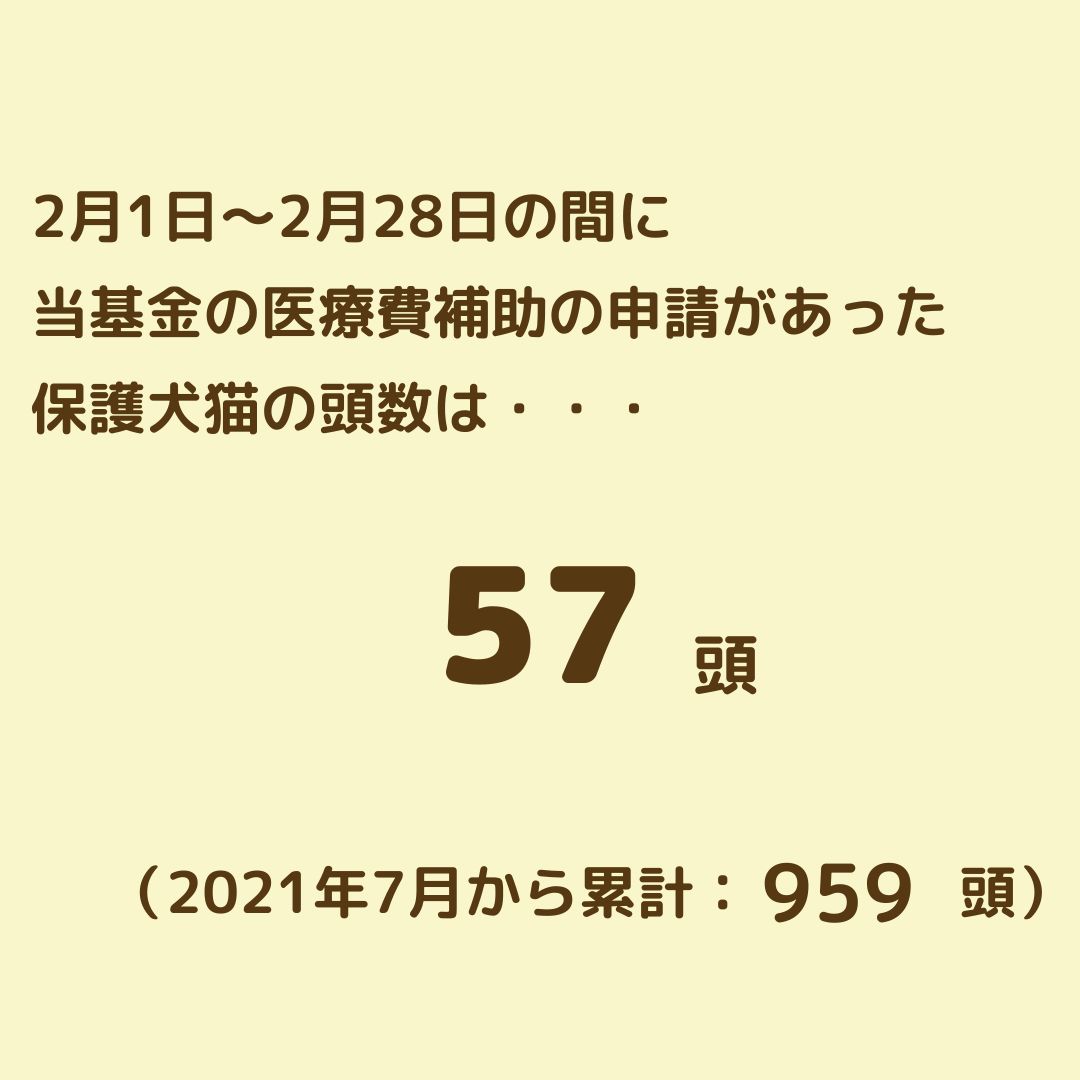 ChristelFNDTN's tweet photo. 【#保護犬猫支援基金　2月集計結果のご報告】

当財団では、2021年7月より「保護犬猫支援基金」の運営をスタートし、飼い主のいない犬猫の医療費補助を行っています。⁡⁡⁡
⁡⁡
2月1日～28日までに、医療費補助の申請のあった
#保護犬 #保護猫 の頭数は、57頭でした。⁡⁡

https://t.co/DYglgP4BV4 https://t.co/NJxqfwaLMh