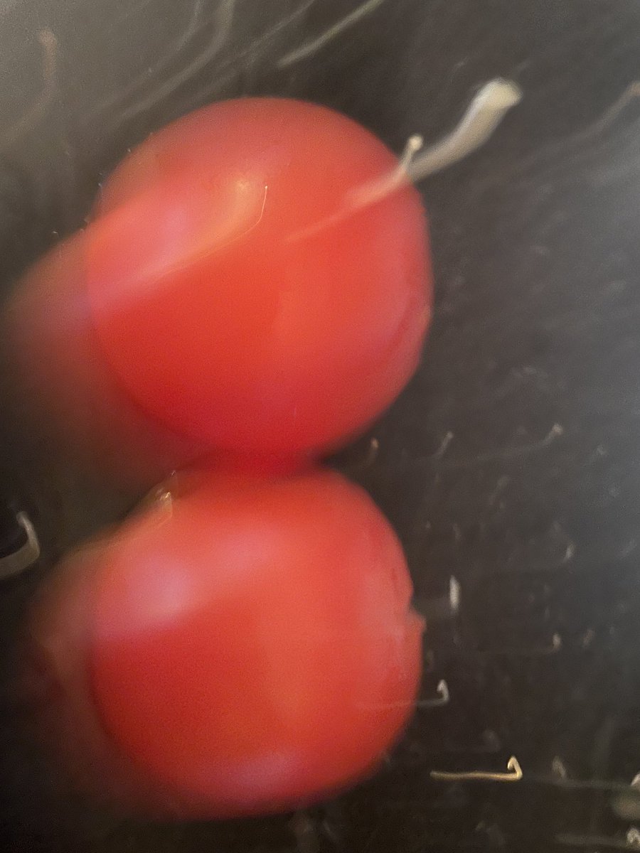 worcestermassi1's tweet photo. Worcester Massive, in the spirit of the tagline to DVMission ‘it’s better than Christmas’, are suitably celebrating start day with tomatoes AND cucumbers! Feeling accomplished already and not even had the obstructions yet!! #DVMISSION23 worcester Massive https://t.co/Fo67MTt2yT