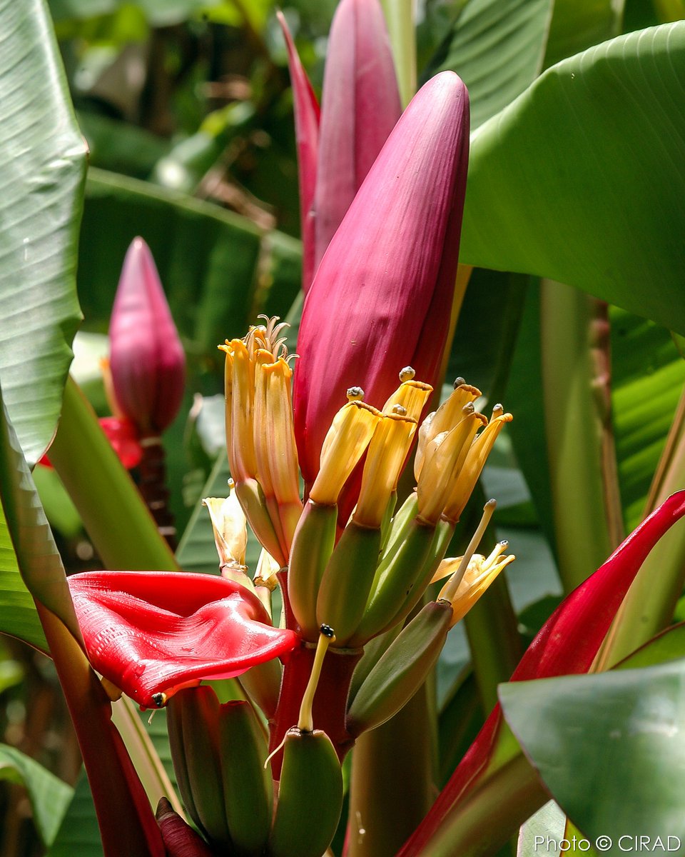 Christophe Jenny tweet media