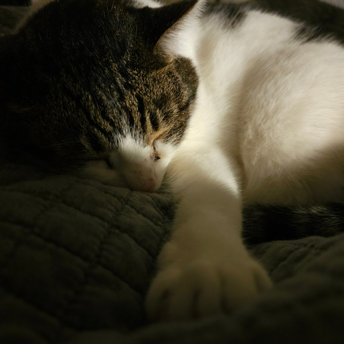 DocAlehandro's tweet image. Miawraviglioso.