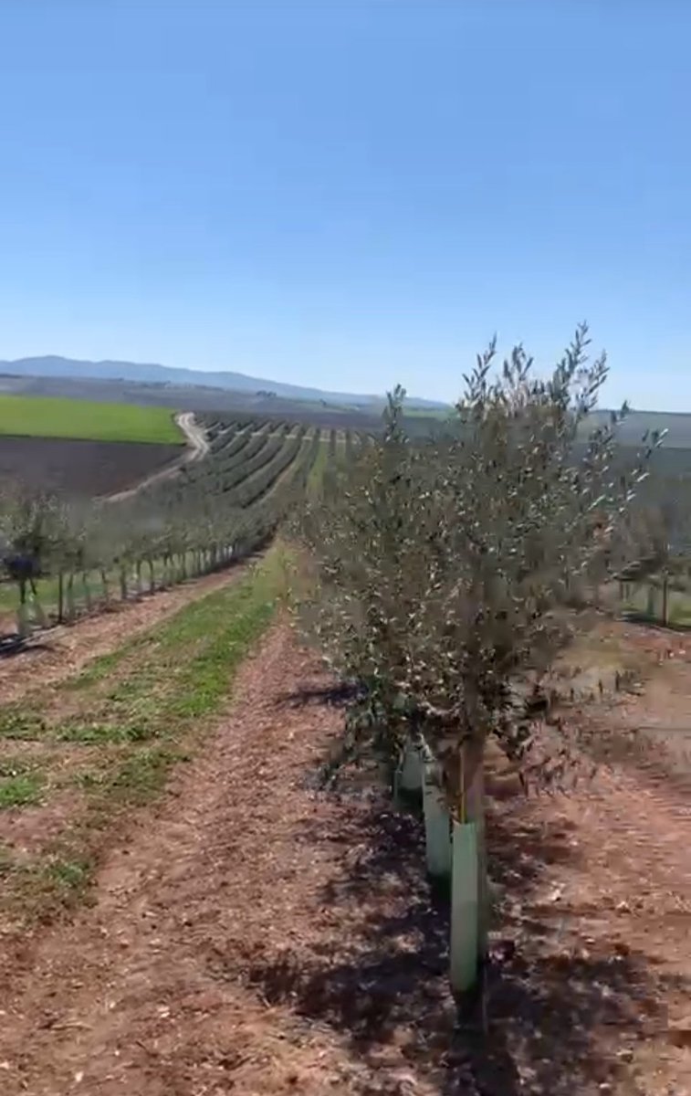 angelherrerasa3's tweet photo. #establecer una relación justa entre productores y distribuidores de manera que agricultores y ganaderos puedan ganarse la vida.En estos momentos hay 1aumento del precio de venta a los consumidores sin qhaya una repercusión positiva para los productores.#Ambos pierden esta cadena https://t.co/0AvLy3U310
