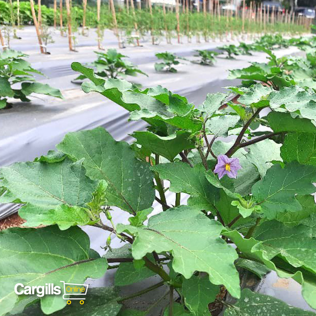 Cargills partners with CMC on a model urban agriculture project. The project was launched with the objective of demonstrating modern agricultural practices and their benefits to the farmers, cultivators, and the environment.