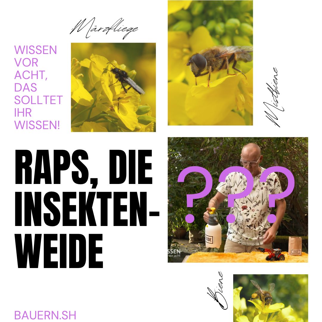 ShBauern's tweet image. Die ARD will uns in „Wissen vor Acht“ vermitteln, dass Rapsfelder schädlich für Insekten seien. Wo kommen nur die ganzen Rapsschädlinge her? Woher kommt der Rapshonig? Hummeln, Wild- und Honigbienen dürfte es ebenso wenig geben wie zahlreiche weitere Insekten. @ARDde