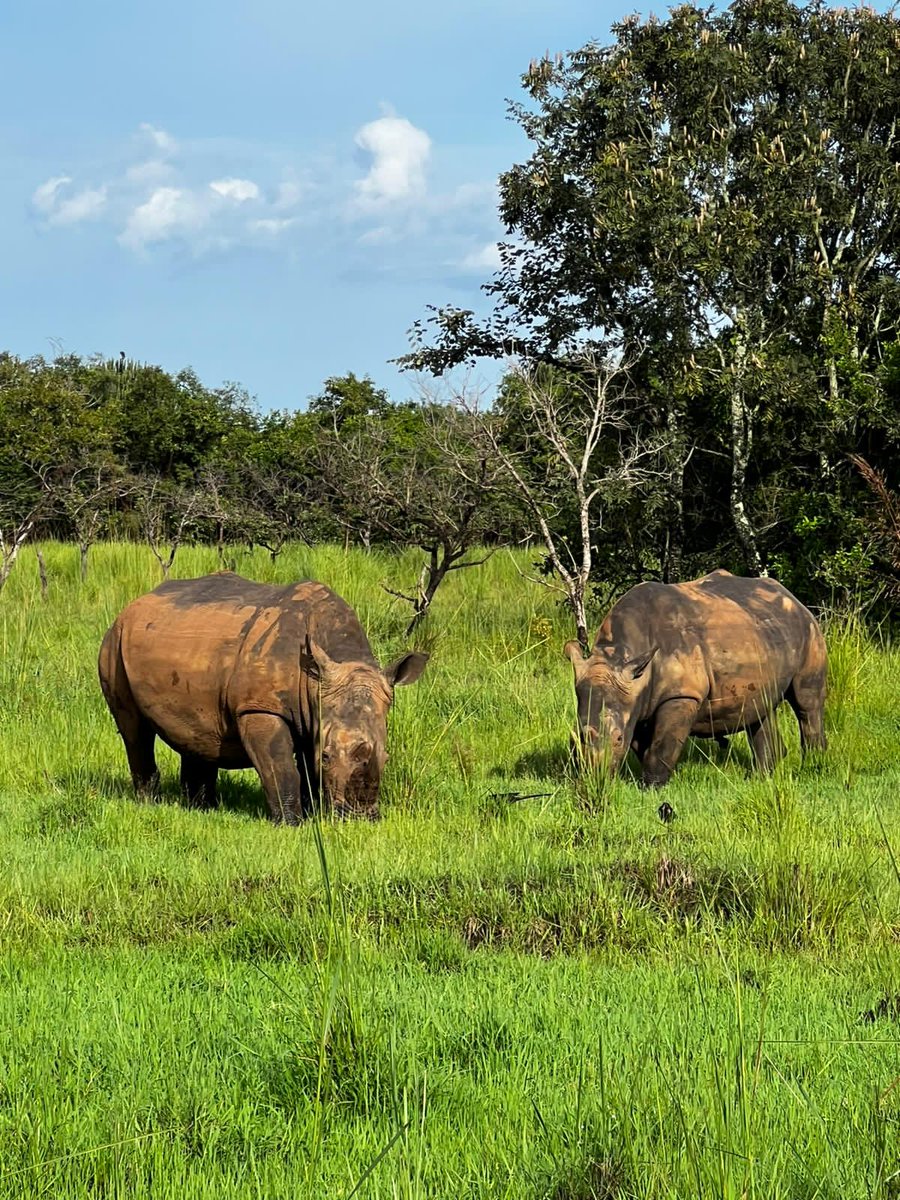 guide_robin's tweet image. I stand for wildlife..together we can conserve wildlife for the future generations....Happy #WorldWildlifeDay2023 #wildtravelsafaris #wildlife #uganda