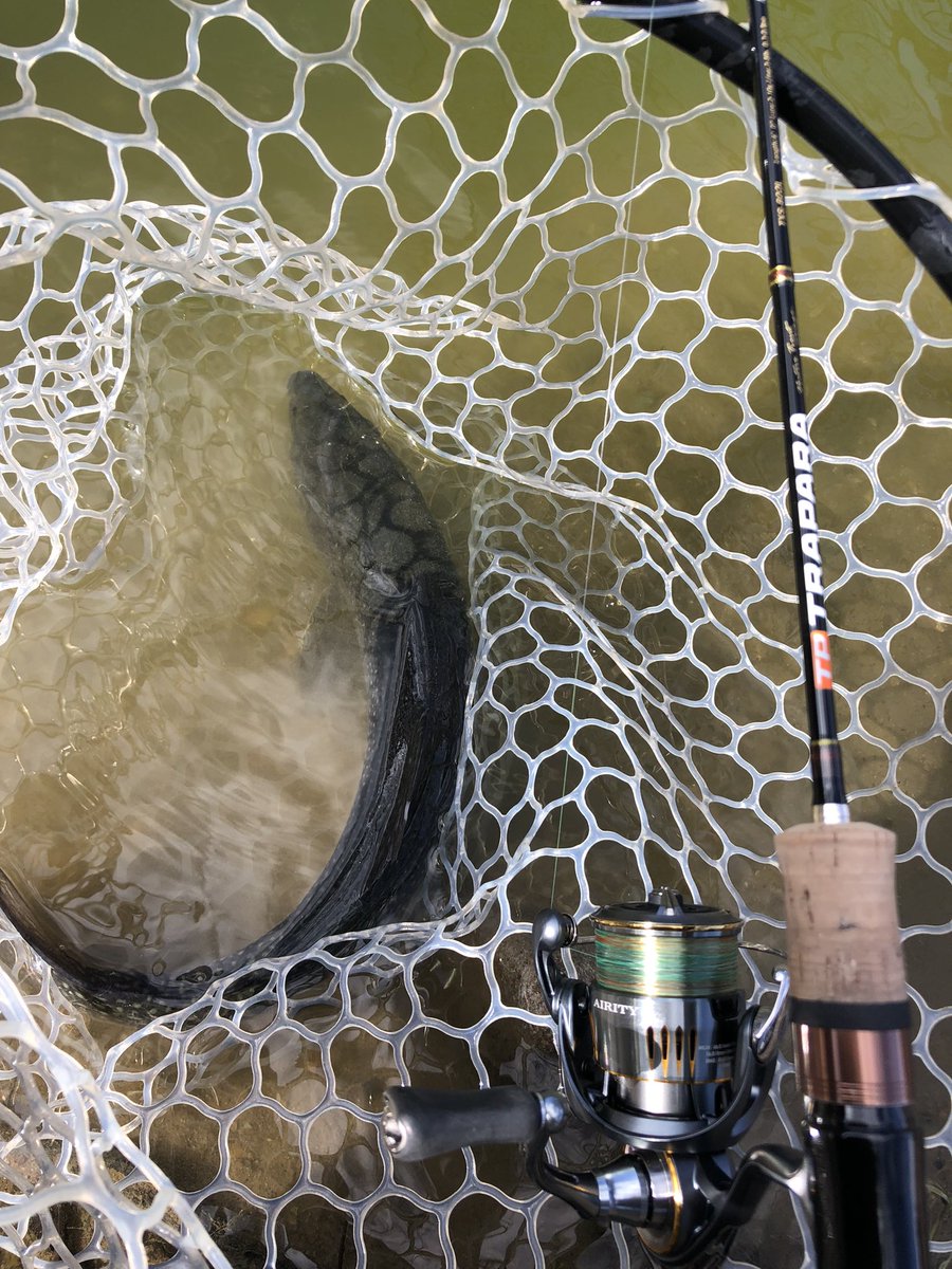 doilkun2's tweet image. 明けでバッチリ入魂してきた❗️💪
#DAIWA
#AIRITY
#トラパラネイティブ 
#エリアミノーイング