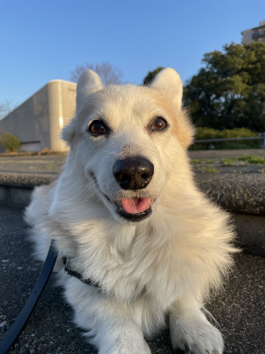 ChodeeHobby's tweet image. 久しぶりにゆっくり散歩。帰りはカートに乗って帰りましたが😅しかし花粉がすごっ。#welshcorgi #corgi #dog