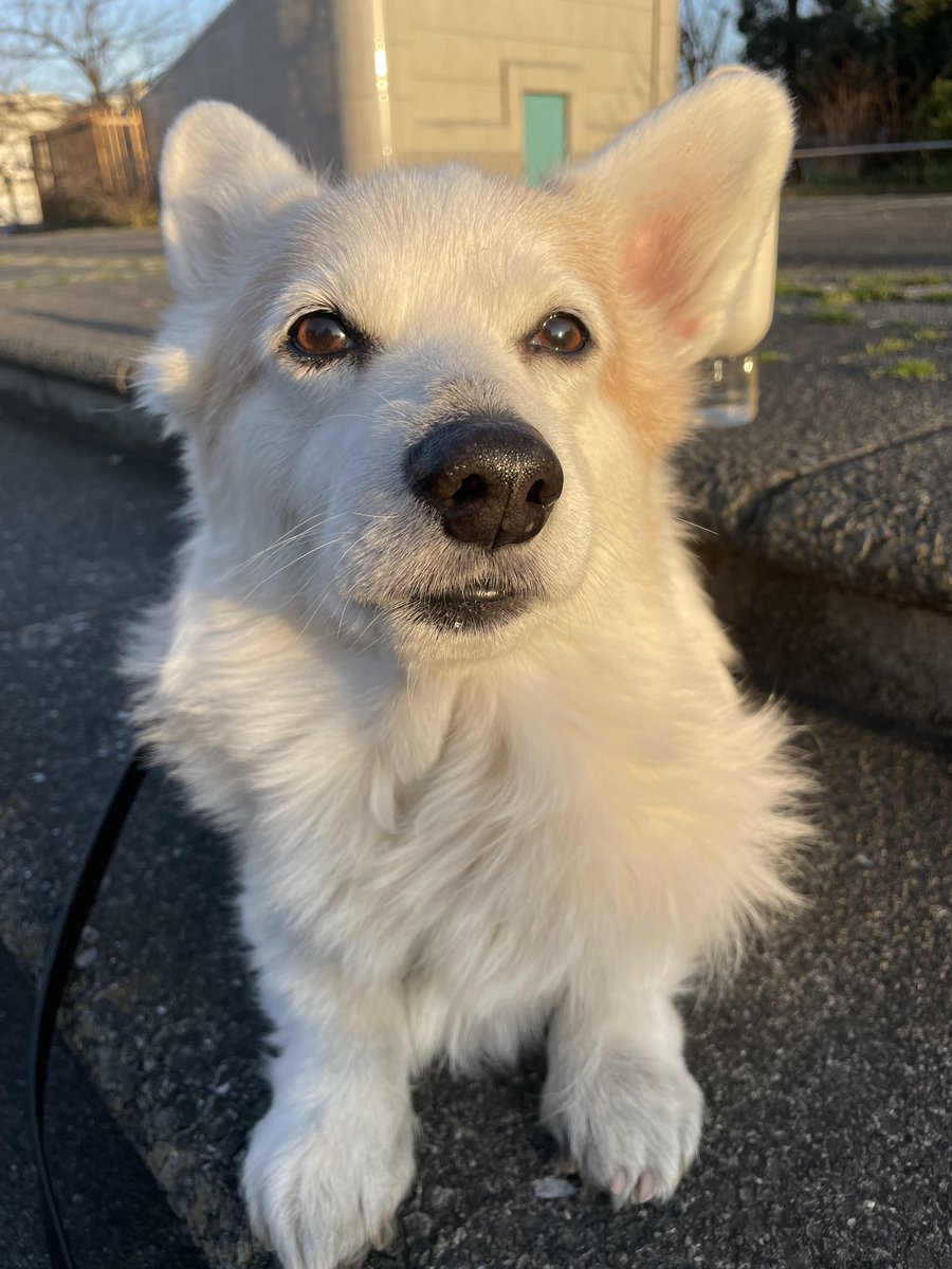 ChodeeHobby's tweet image. 久しぶりにゆっくり散歩。帰りはカートに乗って帰りましたが😅しかし花粉がすごっ。#welshcorgi #corgi #dog