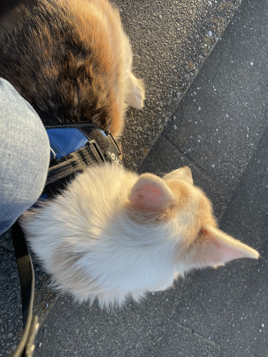 ChodeeHobby's tweet image. 久しぶりにゆっくり散歩。帰りはカートに乗って帰りましたが😅しかし花粉がすごっ。#welshcorgi #corgi #dog