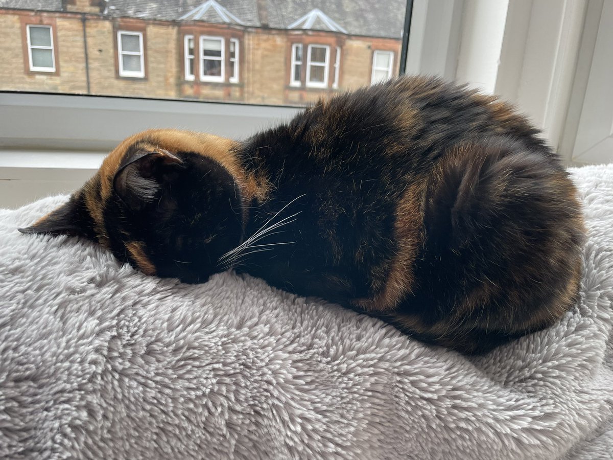 AriadnCuxirimay's tweet photo. When you wake up thinking it’s Saturday and then realise the truth.
#Gutted #BuryYourHeadInTheSofa #BeTheOstrich #WakeMeUpWhenItsOver #CatsOfTwitter #FridayMorning https://t.co/SyfCVCPjLe