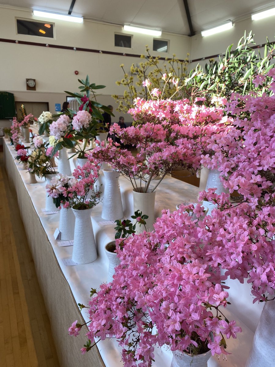 Morning with on #mycommute is the @westcornwallhortsoc spring flower show which I am judging trees and shrubs section! Top quality entries. Stunning. #flower #show #spring #competition <a href="/CwllGardenSoc/">Cornwall Garden Society</a> <a href="/The_RHS/">The RHS</a> <a href="/PlantNetwork/">PlantNetwork</a>