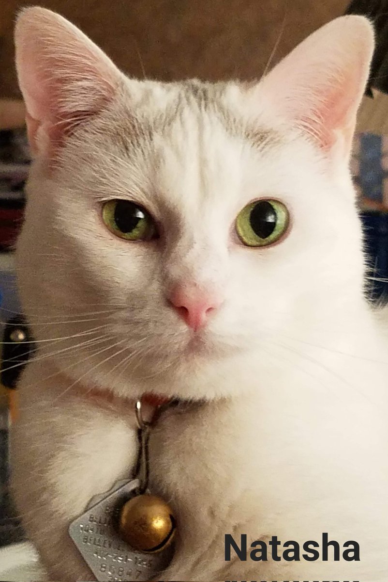 rdk33l3r's tweet photo. @eileen_steele @TreasuryMog We think you are a very good looking cat! Cats with the grey &amp; white coloring always look like they are ready to go somewhere important or fancy! Natasha #Ambassacat from Nebraska says she think you are very daper &amp; distinguished looking cat! 🎩 @kskeeler70 https://t.co/TWo2L0HCUx