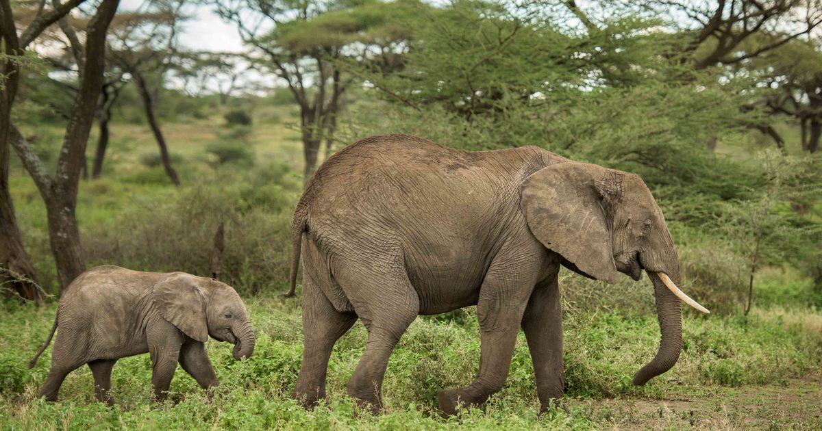 JimjamSafaris's tweet photo. Happy World Wildlife day 🦍🦓🦣🦏
A day to celebrate all the world's wild animals, and plants and the contribution that they make to our lives and the health of the planet.
#wildlife #Wildlifeday #WildlifeConservation #Africa #JimJamSafaris #Safaris #Tours2Go #Tours #tavelnews https://t.co/wq6dBFeCMd