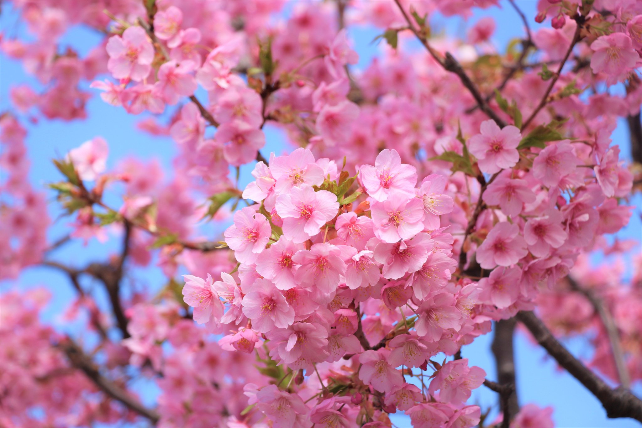 Amazon.co.jp: 茶谷産業(Chatani) 桜の花咲くオブジェ/桜の都
