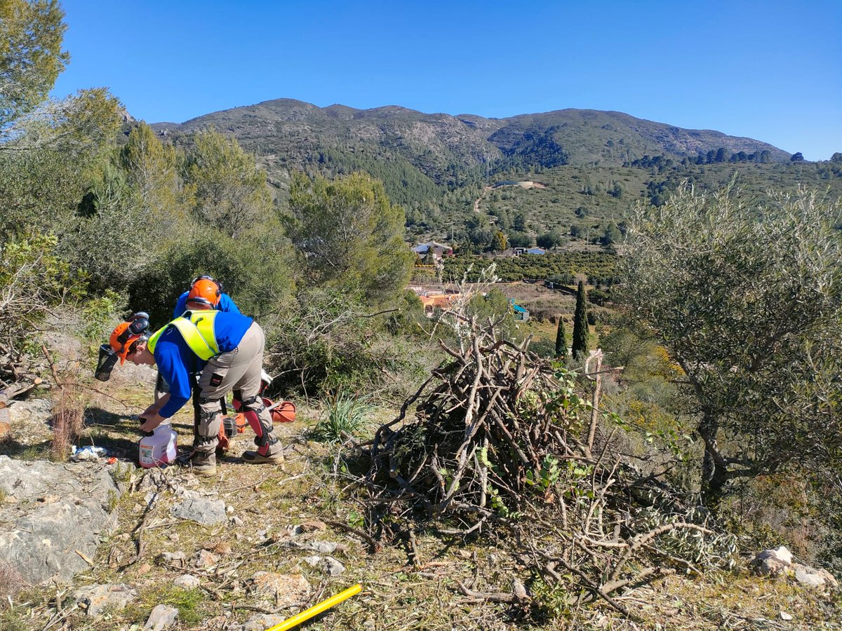 GVAlabora's tweet photo. 🟣Dones forestals en acció ‼️

👩🏻‍🚒👩🏻‍🌾Les dones Forestals del #Taller d'#ocupació de  #SimatdelaValldigna han realitzat treballs auxiliars de neteja, desbrossament i podes de realç en algunes zones del municipi. 

Us deixem unes fotos 📸
#El8MSeSale
#8M  #SomLabora https://t.co/qFkG3t5HpK