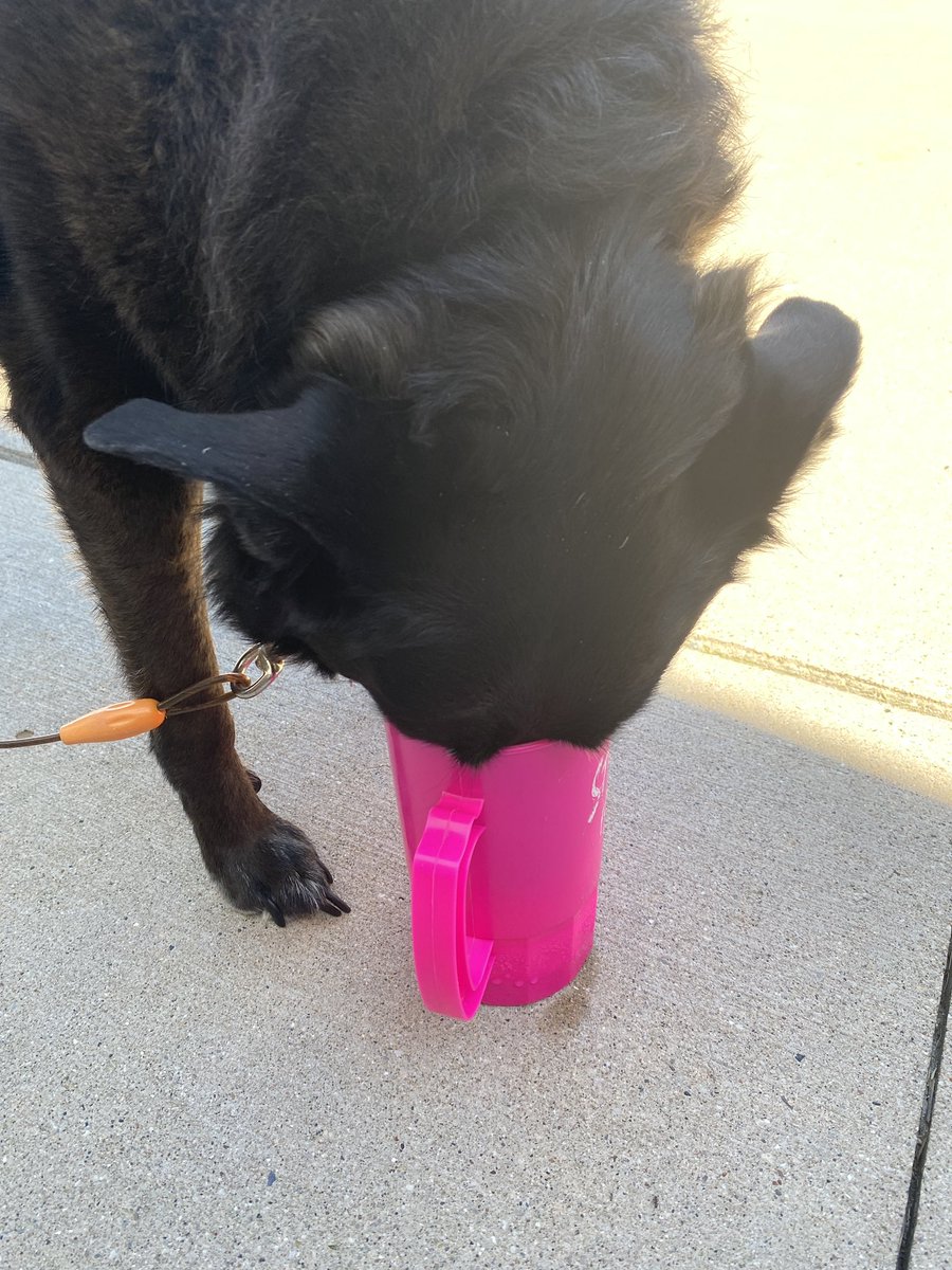 shooter412's tweet image. Dogs just think different. Daisy swears there is a big chunk of ham in this cup.
#goingin
#meatsnack