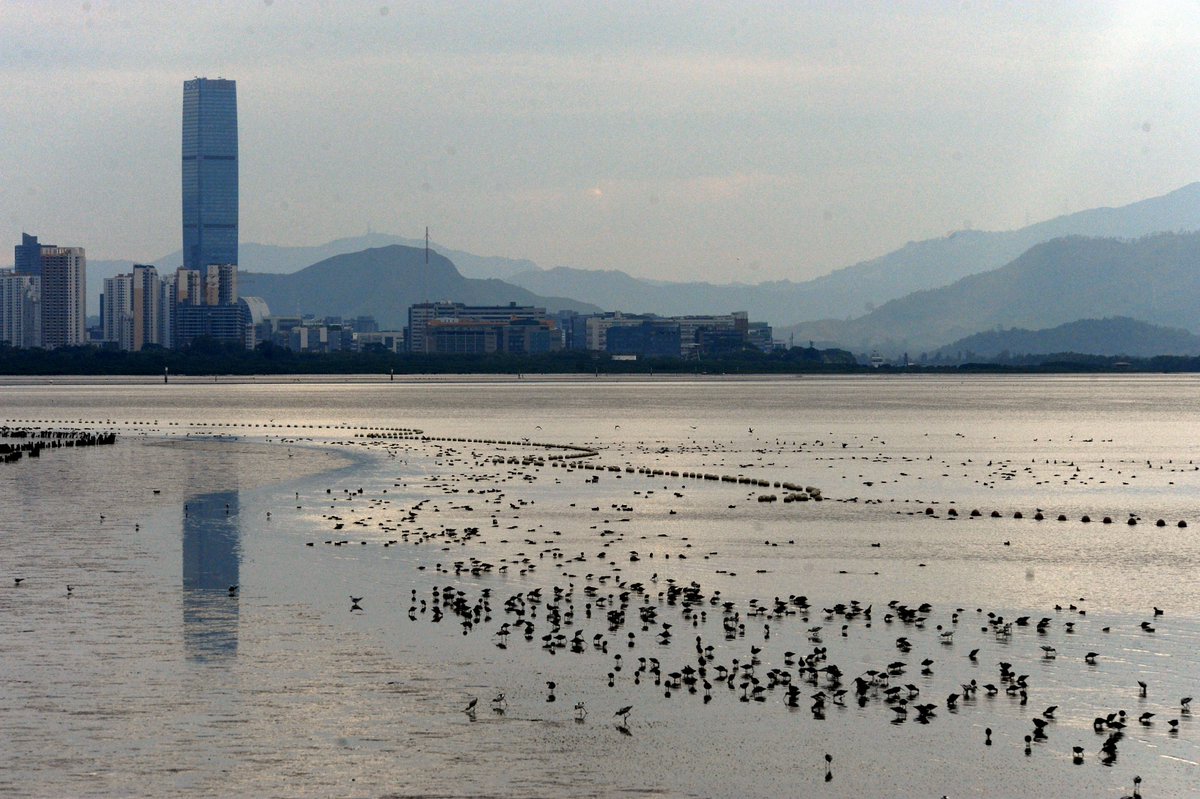 iGuangdong's tweet photo. 💚#Guangdong province is on the way to saving endangered species and protecting wetlands, wild animals and plants. 📸Scroll through the images to enjoy birds flying across Shenzhen's Futian mangrove forest, creating a harmonious natural scene. #WorldWildlifeDay #GreenChina #EcoGD https://t.co/zSBMH3E1Aw