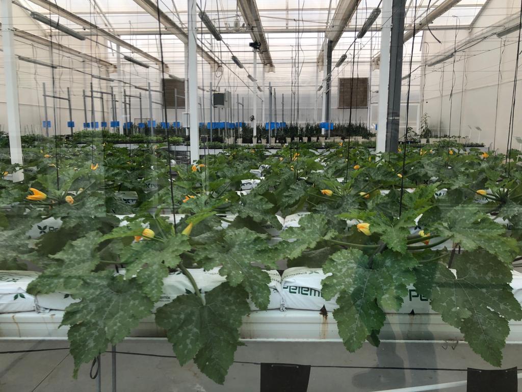 Pelemix Spain tweet media