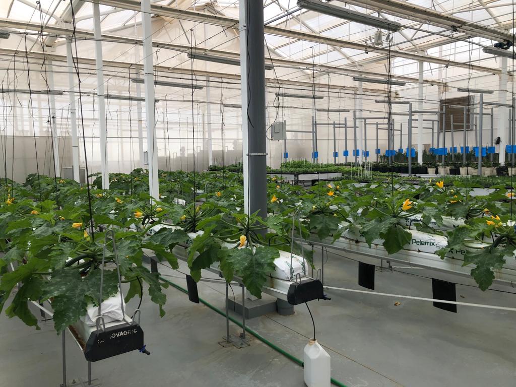 Impresionantes imágenes de una #plantación de #calabacín en planchas de cultivo #hidropónico Pelemix. 🚜
Las bolsas de cultivo #CocoCoir son fáciles de manejar en el #invernadero y se utilizan como un sistema de #cultivo completo permitiendo control total en todo el proceso. 👨‍🌾