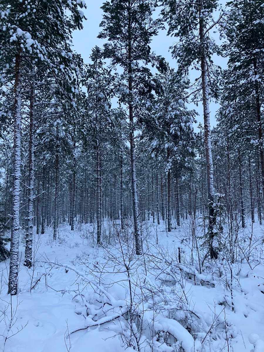 Pohdin tässä lomalla, jotta metsänuudistaminen kaipaa vanhan ajan vakuustalletuksia takaisin.