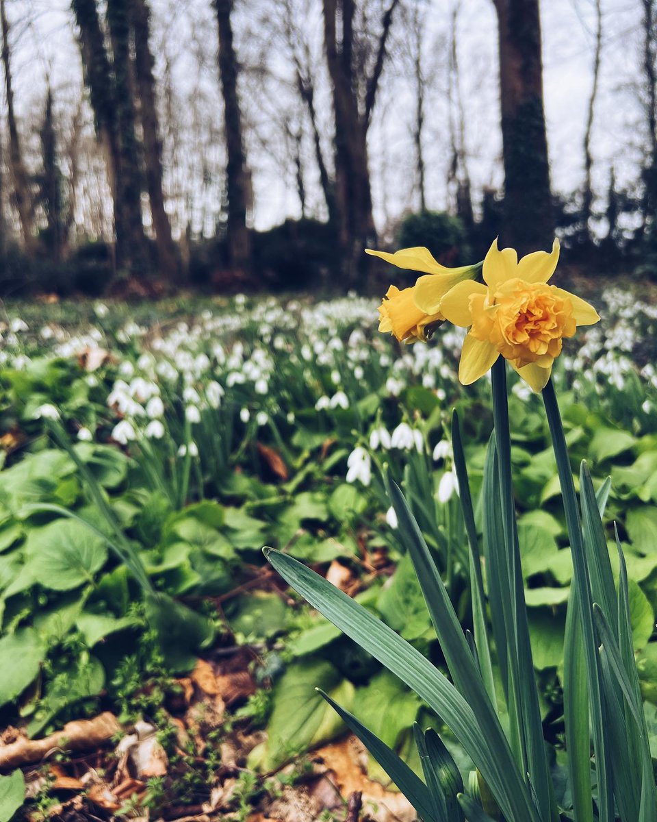Spring is coming! 🌤️ #garden #gardening #gardentools #gardentool #winterjobs #gardenjobs #gardenersofinstagram #gardengram #gardenersofig #gardenersofinsta #gardenlife #gardendesign #gardenphoto #gardenphotography #picoftheday #foryou #foryoupage