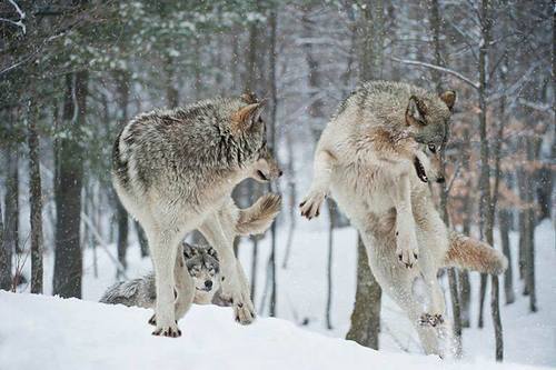 HourlyWolves presents: