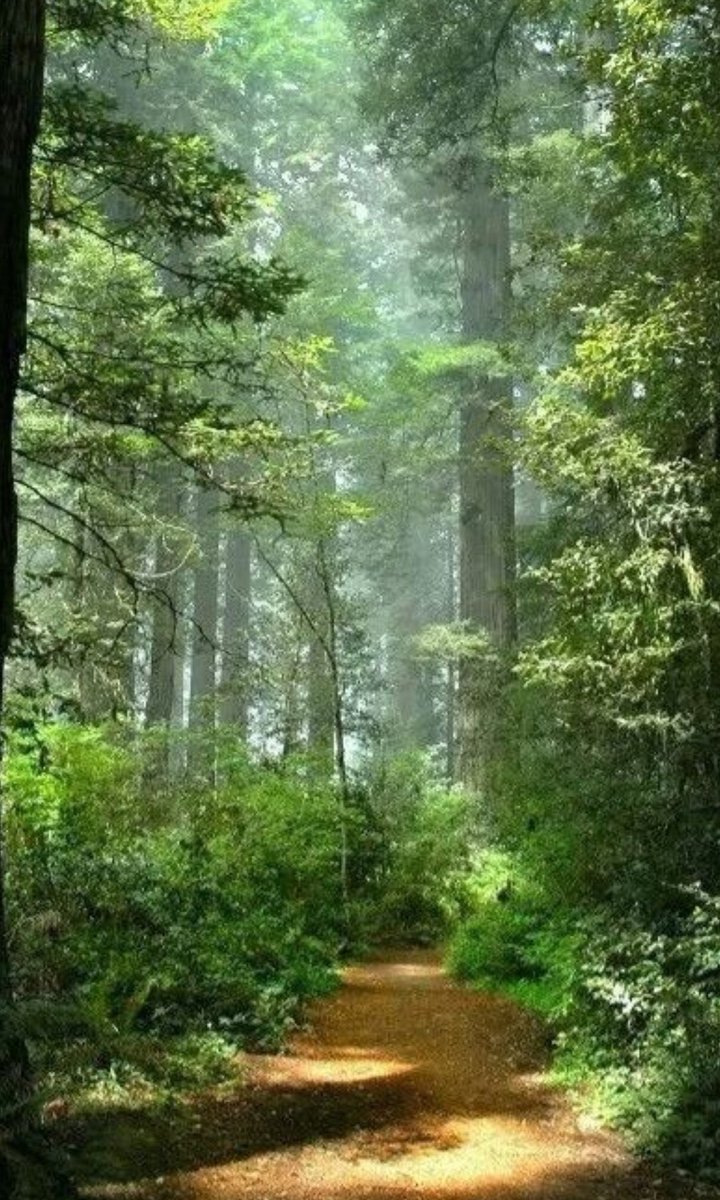 Natureblossm tweet media