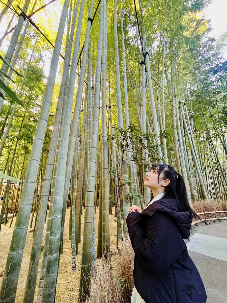 rena_shiratsuyu's tweet photo. 念願の鎌倉観光行ってきました✨
｢報国寺｣の竹林🎋𓈒𓏸めっちゃ綺麗だった😍
 #鎌倉  #報国寺  #ラビットビット https://t.co/Q4Waz9Pzcz