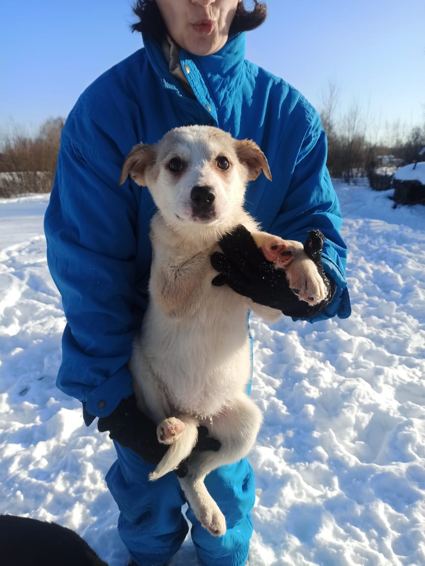 SOS! Москва и Московская область. В заброшенном доме случайно обнаружили собаку со щенками. Очень срочно ищем дом малышам, там становится очень опасно. Мамочка - небольшая, симпатяга типа бордер-колли. Щенки: 4 мальчка и 2 девчонки. тел. +7(985)154-44-38, Ольга.
Умоляю - ретвиты!