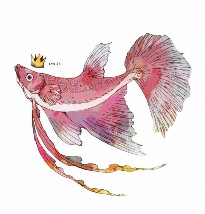 crown fish animal focus no humans white background simple background animal  illustration images