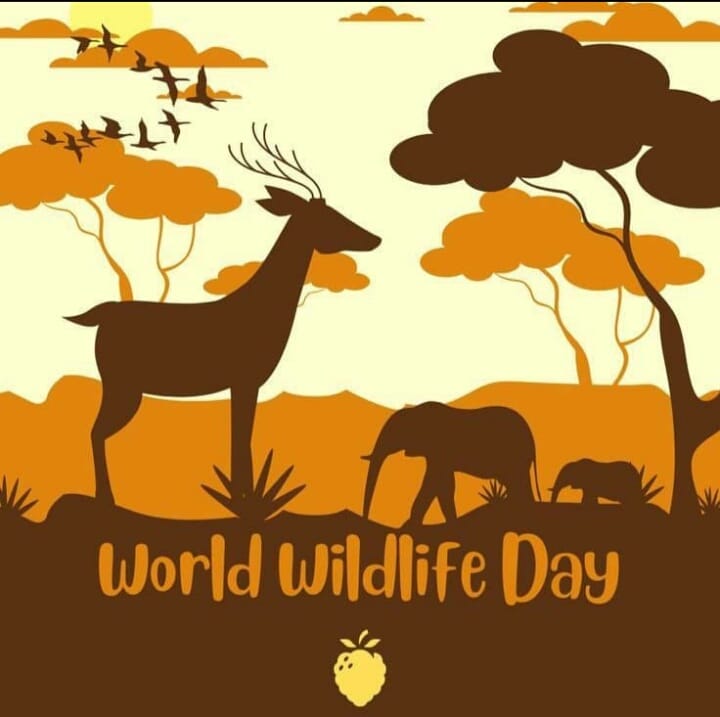 HAPPY WORLD WILDLIFE DAY

Today we celebrate Zambia's wildlife. Whilst other countries struggle to figure out how they will allocate 30% of their land and ecosystems to wildlife(Vision 30/30),Zambia already has about 34 to 36% reserved as national parks and game management areas.