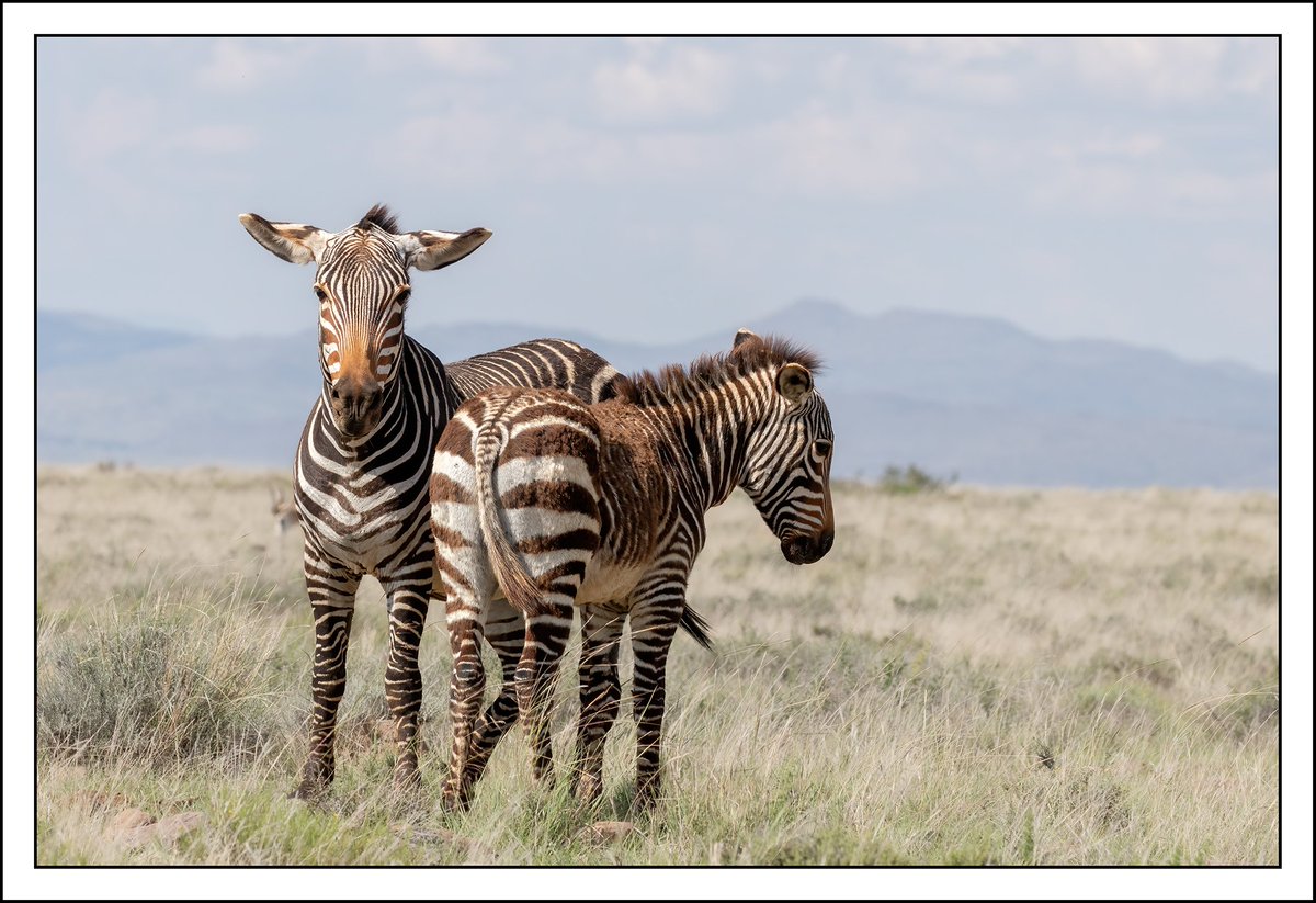 SANParksMZNP's tweet photo. Look at those ears!  🦓📸Lee Brown #MountainZebraNationalPark #Cradock #LiveYourWild @SANParks https://t.co/fuQVdxSks2