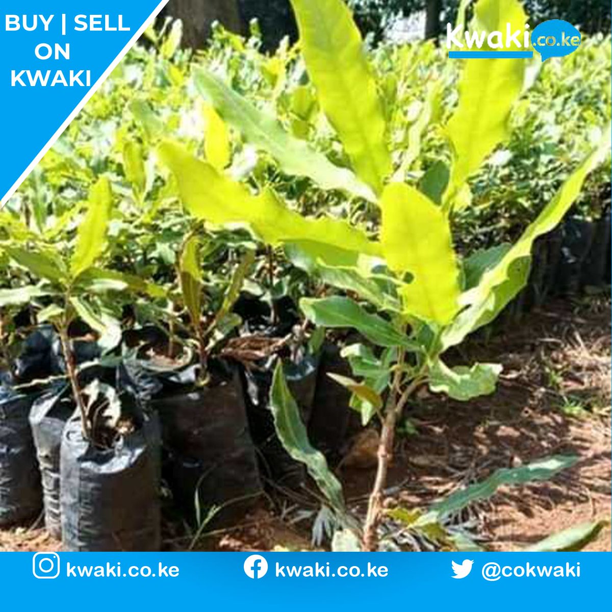 CoKwaki's tweet photo. Macadamia trees
Minimum order 10
Price 200
[Trending:#kwaki Vera, President Ruto,#KenyaVsNigeria,High court,#RHONairobi] https://t.co/Er6lc7sQ6f