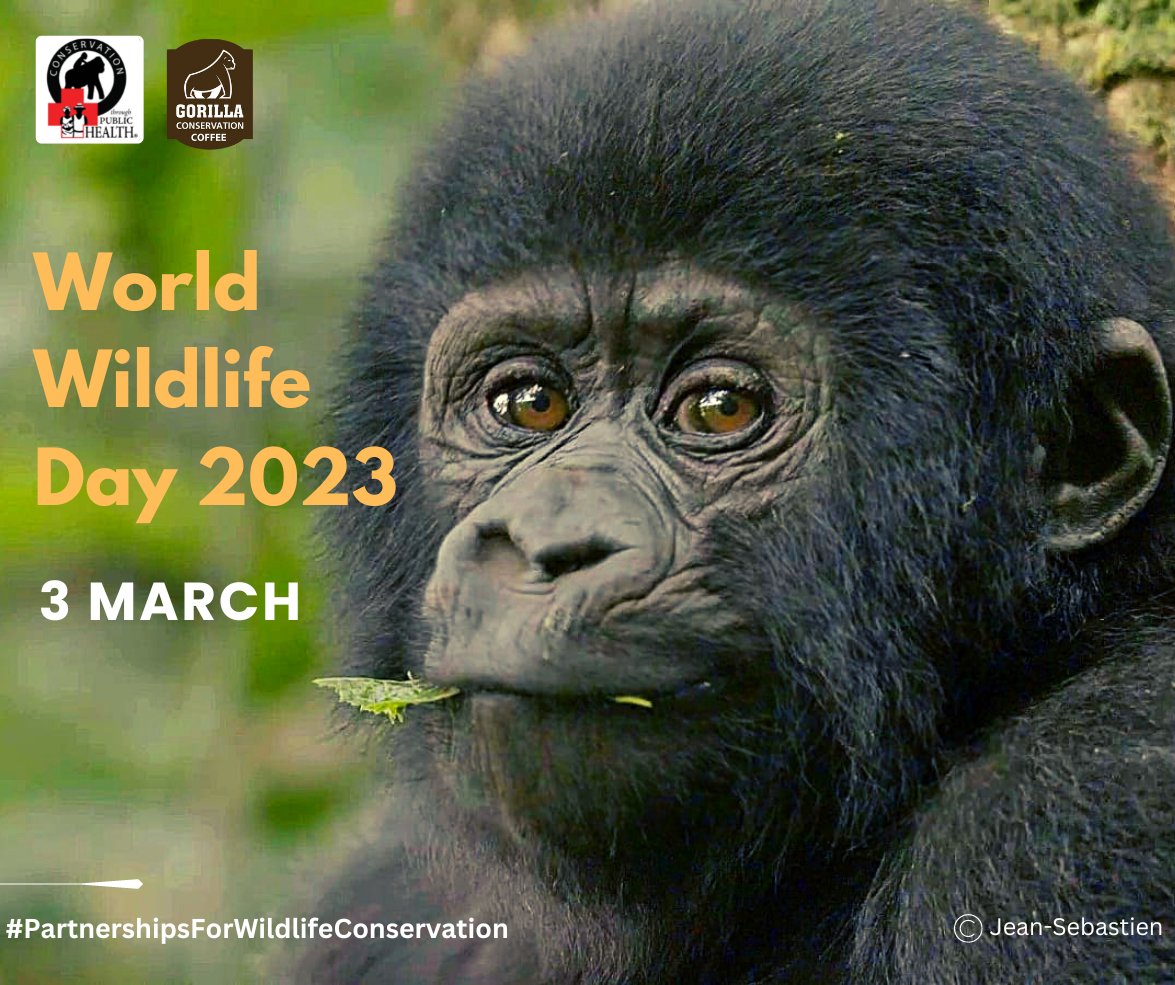 We are celebrating #WorldWildlifeDay today under the theme #PartnershipsForWildlifeConservation.

We have been able to achieve milestones in saving the mountain gorillas because of partnerships with governments, NGOs, local communities & private sector. Happy #WorldWildlifeDay!