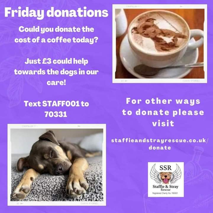 Staffie&Stray Rescue (@StaffiesRescue) on Twitter photo 2023-03-03 09:25:31