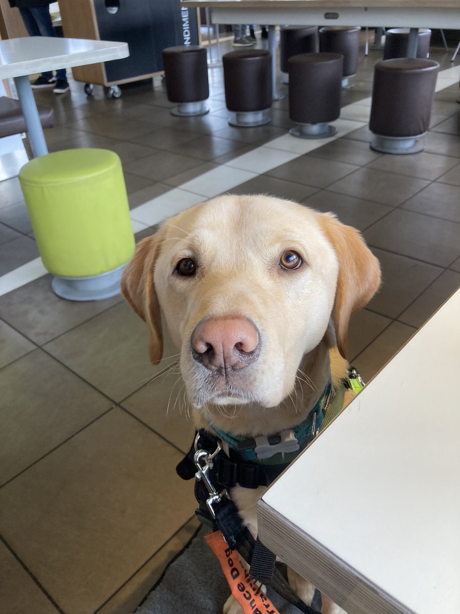 Training shadow in McDonald’s this morn. #assistancedogs