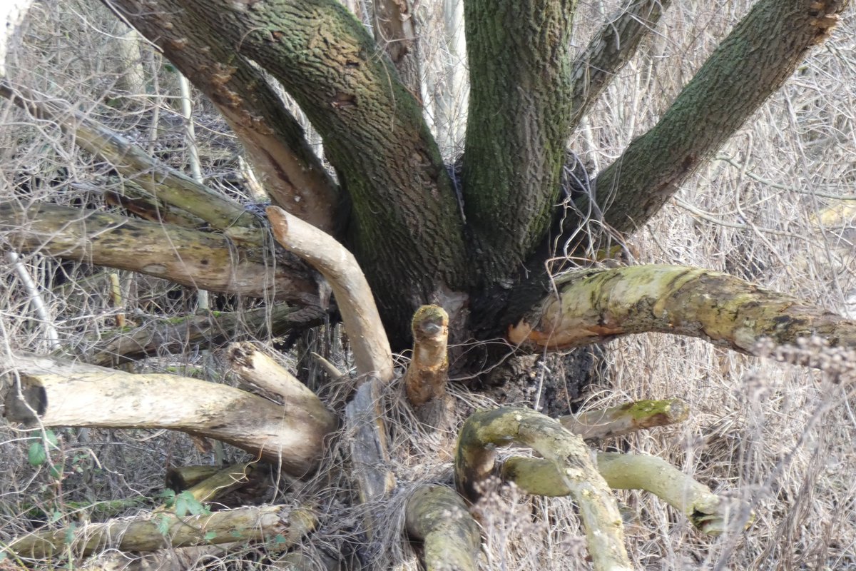 Guten Morgen ihr Lieben - und es ist wintergrau in Berlin. ☕☕☕☕☕☕☕🌹