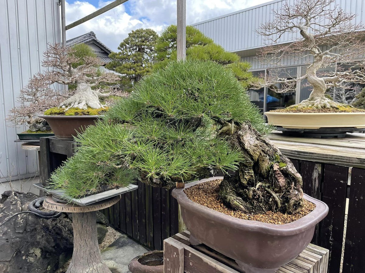 gakbonsai1 tweet picture