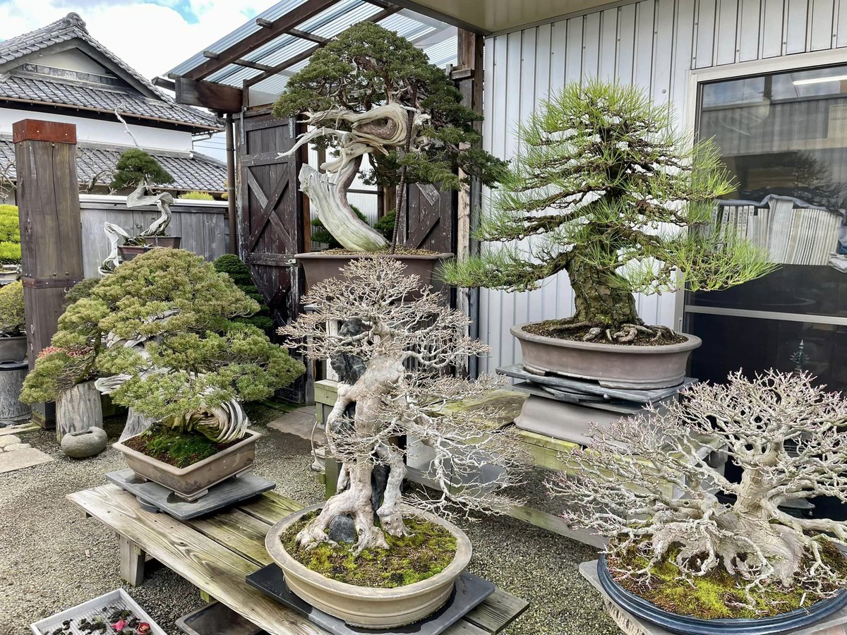 gakbonsai1 tweet picture