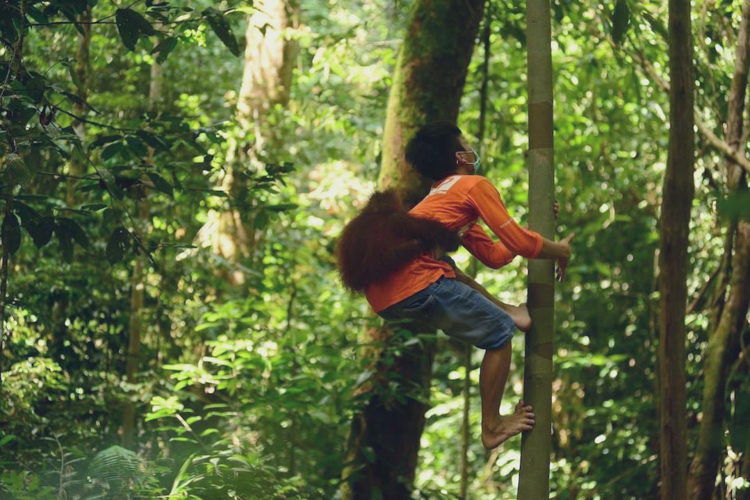 indiratendi's tweet photo. Kalo ada bayi orangutan yg masih takut/belum bisa manjat, animal keeper akan menggendongnya ke atas untuk membiasakan orangutan berada di atas pohon.

Di alam liar, bayi orangutan selalu berada dalam gendongan induknya. Mereka satwa arboreal yang beraktivitas di atas pohon. https://t.co/GUlTvXaVDh