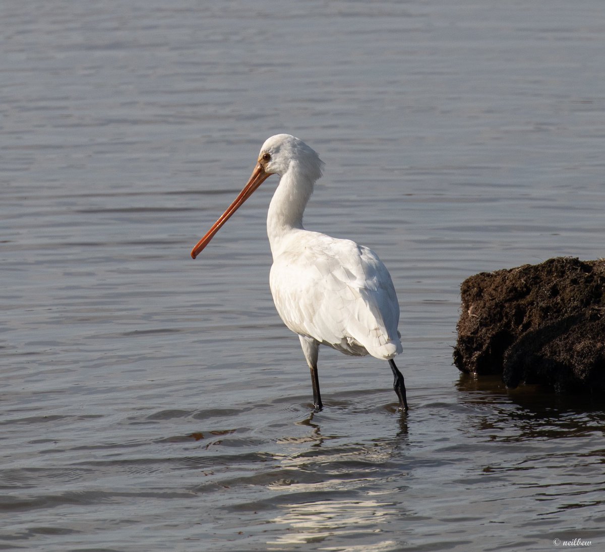 NeilBew's tweet image. One of four spoonbills at Keyhaven yesterday. The bill, particularly in the ‘rear’ image really is quite something