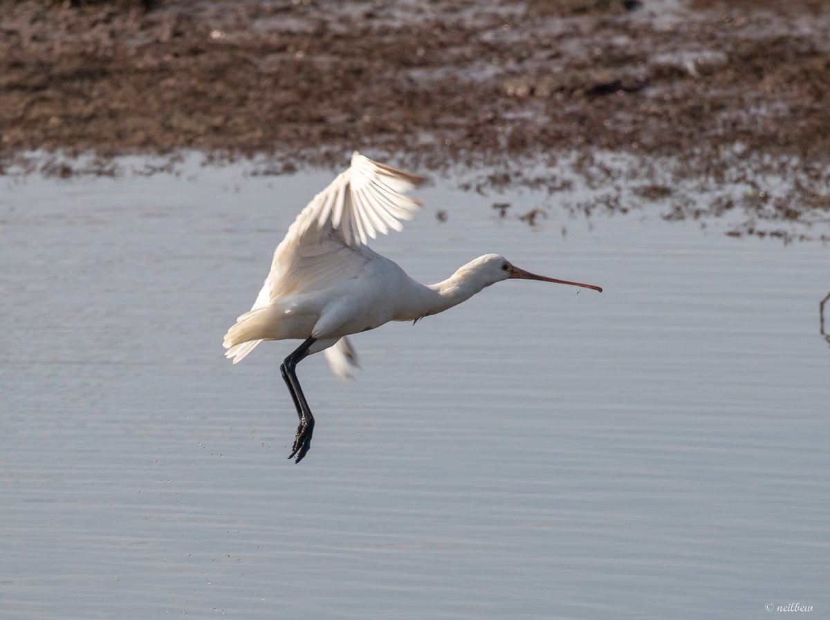 NeilBew's tweet image. One of four spoonbills at Keyhaven yesterday. The bill, particularly in the ‘rear’ image really is quite something