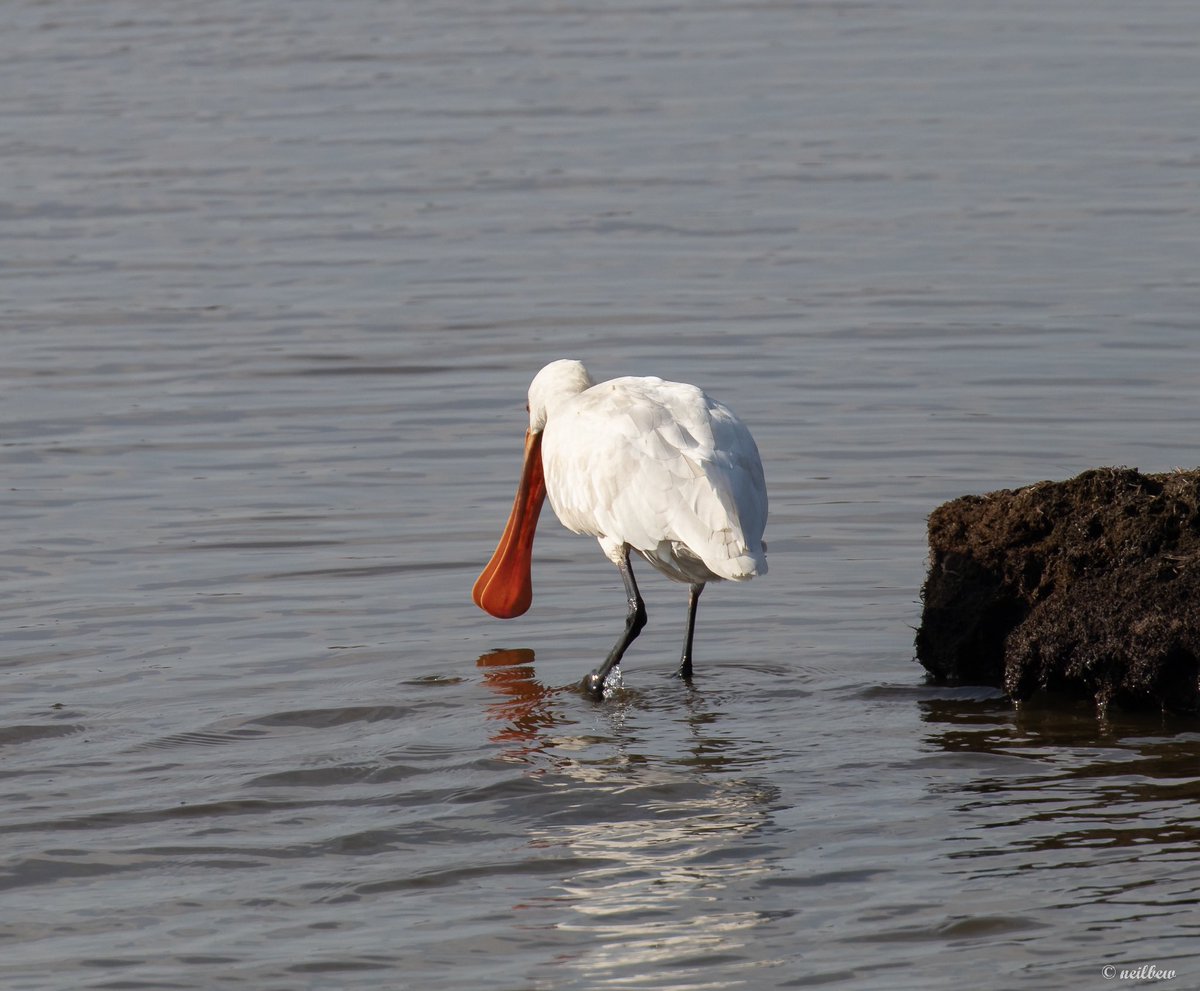 NeilBew's tweet image. One of four spoonbills at Keyhaven yesterday. The bill, particularly in the ‘rear’ image really is quite something