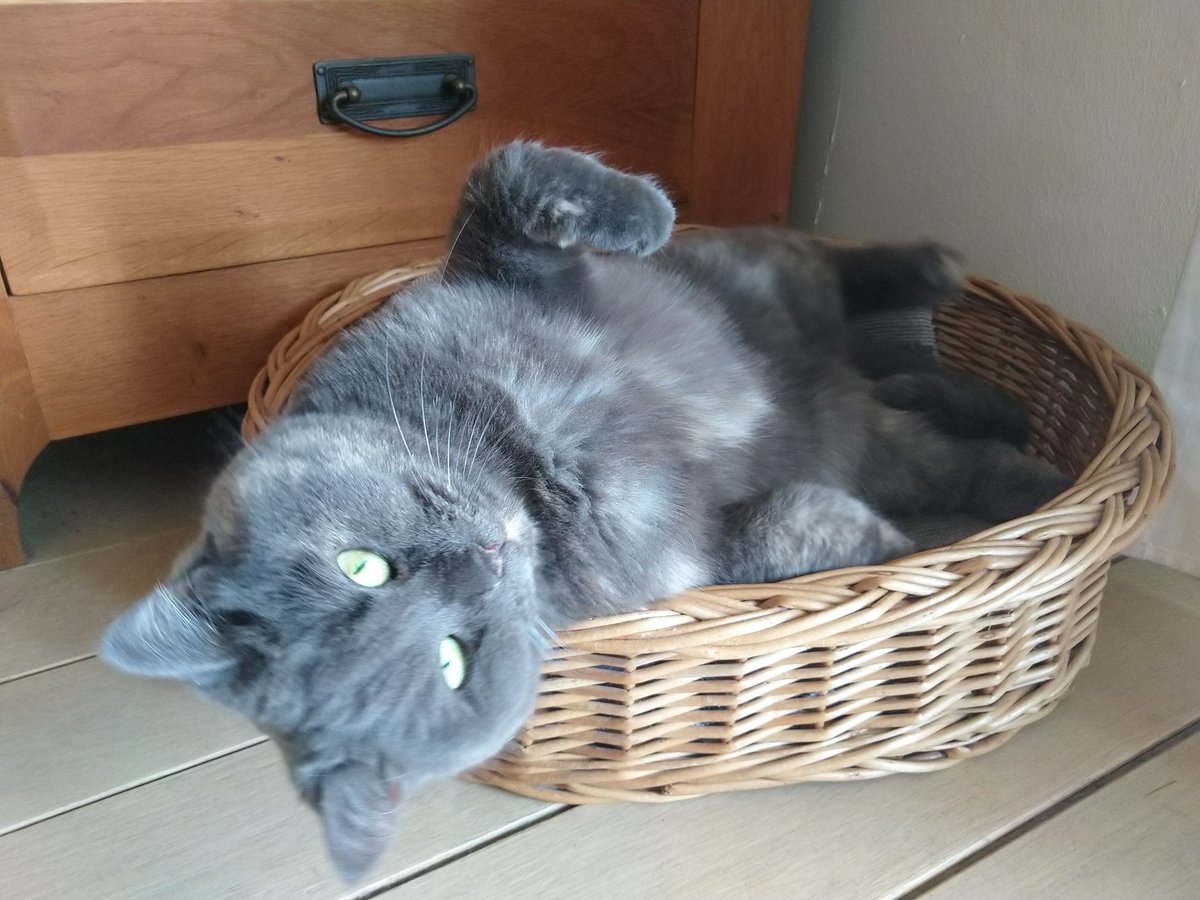 Come closer....closer....now rub me belly!!!! 👋 😸 Happy #Jellybellyfriday 🌻🩷 *Juno* 🐾🐾 #FridayFeeling #CatsOfTwitter #cutecat #cats #CatsOnTwitter #fluffy