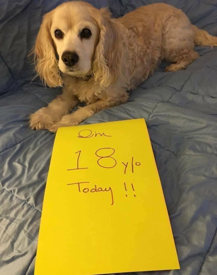 Rosie is 18 years today 🥰
Wish him the best ❤️.