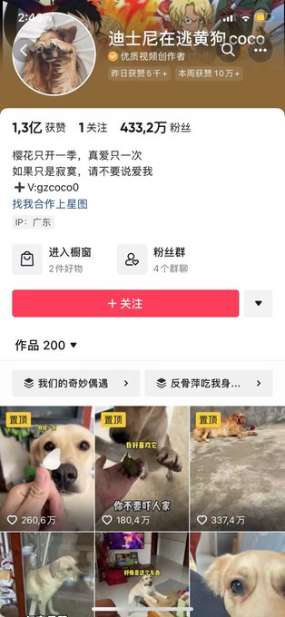 A famous four million and a two million follower golden retriever are staying at doggie daycare today